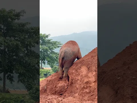 Elephant land slide #elephant #wanmai #babyelephant