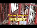 Download Lagu Pancingan emprit peking bahan jarang bunyi langsung nyaut gacor sahut sahutan.