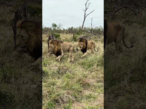 These Lions Are HUGE