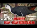 Download Lagu Pancingan Suara Pikat RUAK RUAK paling ampuh berdatangan | जलमुर्गी | សំឡេងក្តាន់ទឹក | เสียงนกกวัก