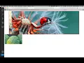 06 Slide Show JS clientWidth