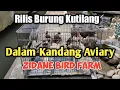 Download Lagu RILIS BURUNG KUTILANG DALAM KANDANG AVIARY ZIDANE BIRD FARM