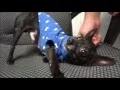 Adopt Moe - Kokomo Humane Society