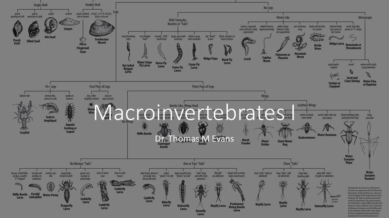 12 Macroinvertebrates I