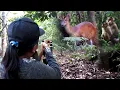 Download Lagu GILA‼️KIJANG BESAR DATANG DI DEPAN MATA(sniper wanita jitu satu tembakan) berpetualang ke hutan