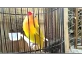 Download Lagu Love Bird Ngeklek Panjang Kasar Isian Kapas tembak !!! Pemancing Love Bird