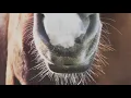 Where the Light Comes In | An Equestrian Music Video