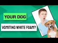 What are the reasons why your dog vomiting white foam