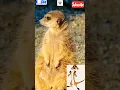 Download Lagu Timon the Meerkat😸#meerkat#animals#timon  #wildlife#nature#shortfeed#trending#viral#video#shorts