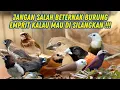 Lagu Full Update Cari Calon Indukan Burung Emprit Kaji
