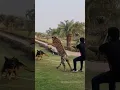 Download Lagu tiger and German shepherd fight ...watch this ..#dangerous #viral #shortsvideo #shorts #viralshorts