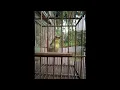 Download Lagu sirtu pikat siap cari lawan di hutan #shorts