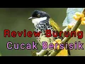 Download Lagu Review Burung Cucak Tapi Bersisik