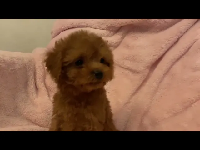 動画