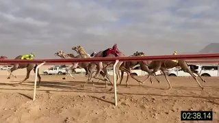 الشوط الاول  قعدان حقايق  النوماس لمالكه هاجس بن عيد الزوايده مهرجان المئوية  دندنها