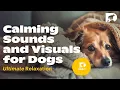 Download Lagu DOGTV: Live Relaxation for a Monday morning
