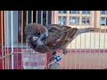 Download Lagu gereja gacor panjang paling di cari untuk masteran burung gacoan anda