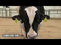 2021 Select Sires Bull Parade