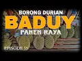 Lagu BERBURU DURIAN BADUY SAAT PANEN RAYA PENGUNJUNG SAMPAI MEMBLUDAK  | EPISODE 35