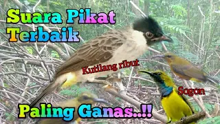 suara pikat kutilang ribut vs sogon paling ganas