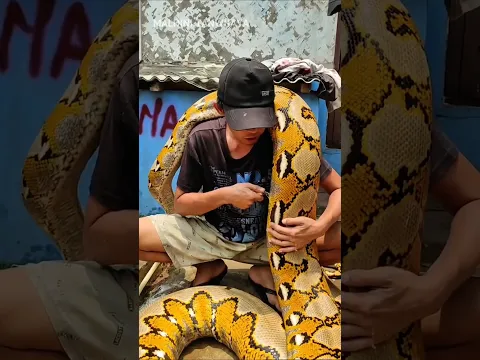 Punya ular peliharaan