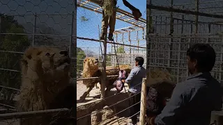 باغ وحش شیراز 