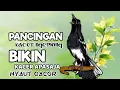 PANCINGAN SUARA KACER NGEPLONG INI BIKIN KACER MACET MALAS BUNYI, BAHAN LANGSUNG NYAUT !