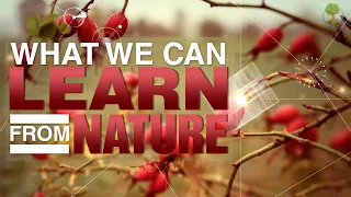 The Forgotten Wisdom Of Nature | Janine Benyus