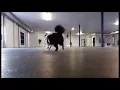 Dog Daycare The Dog Club Kalispell MT 406-890-2220