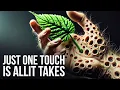 More Dangerous Than You Think Plants That Are Poisonous