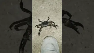 كيف يتنفس سرطان البحر 