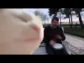 Cat dancing with bongo guy sings song Meme Template