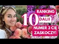 Lagu DALIE - TOP 10 ODMIAN, KTÓRE WYGRAŁY W RANKINGU DALII