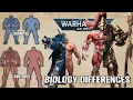 Custodes Biology and Anatomy - Differences compared to Space marine