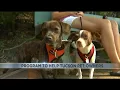 Program to help Tucson pets and pet owners returning tomorrow