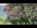 Download Lagu https://www.facebook.com/share/r/16nWyZCmep/