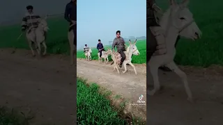 Ertugrul Ghazi Season 5 Episode 97 In Urdu Episode 98 Episode 99 Episode 96 Episode 95 