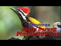 Download Lagu Download Audio terbaru,Burung platuk bawang suara jernih