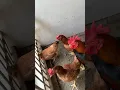 Download Lagu Ayam sengkuni 5 betina 1 jantan umur 5,5 bulan bertelur lancar