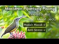 Download Lagu Masteran Burung Pijantung Pisang || 1 Menit Bunyi, 1 Menit Jeda