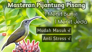 masteran burung pijantung pisang 1 menit bunyi 1 menit jeda