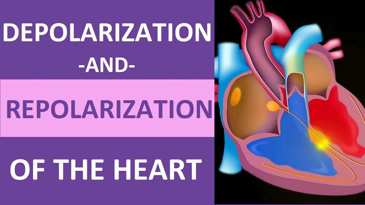 Depolarization and Repolarization of Heart: Action Potential (Atrial & Ventricular) Animation