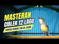 Download Lagu CIBLEK KRISTAL Gacor Ngebren 12 Variasi Mewah Untuk MASTERAN BURUNG Ciblek Semi dan Pancingan CIBLEK