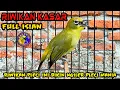 Download Lagu Riwikan Kasar Pleci ini Bikin Semua PLECI terpancing ikut Ngeriwik Bongkar Isian Download Lagu Riwikan Kasar Pleci ini Bikin Semua PLECI terpancing ikut Ngeriwik Bongkar Isian