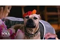How Michael Vick s Former Dogs Got a Second Chance at Life SuperSoul Sunday OWN