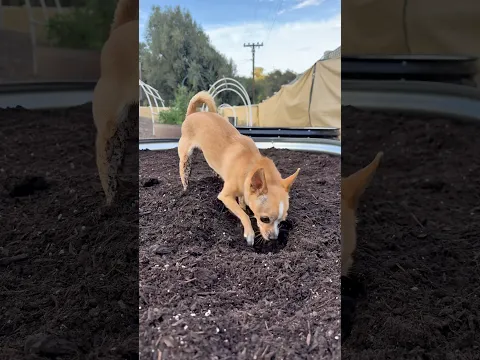 Epic helping with gardening