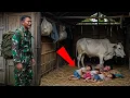 Lagu PRAJURIT TNI KAGET‼️SAAT TAHU ISTRI \u0026 ANAKNYA TINGGAL DI KANDANG SAPI SAAT PULANG DARI PERBATASAN