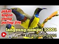 mp3 suara pikat burung sogon otong terbaru 2022
