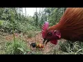 Download Lagu Mikat ayam hutan poin 16