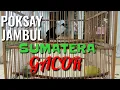 Burung Poksay Jambul Sumatera Gacor